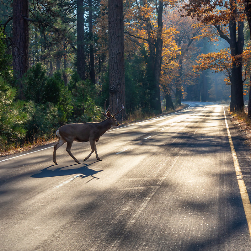 Wild Straße Herbst