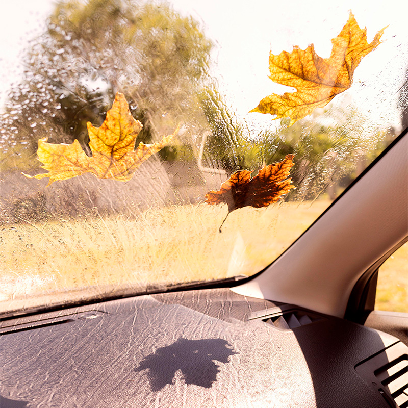 Laub WIndschutzscheibe